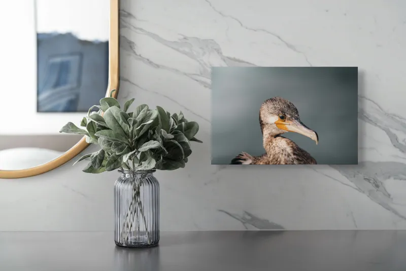 Tablou Canvas, "Cormoranul privind orizontul de apă", Pene, Cioc, Ochi, Apă, Claritate, Natură, Profil, Observație, 39 x 26 cm – poza 5