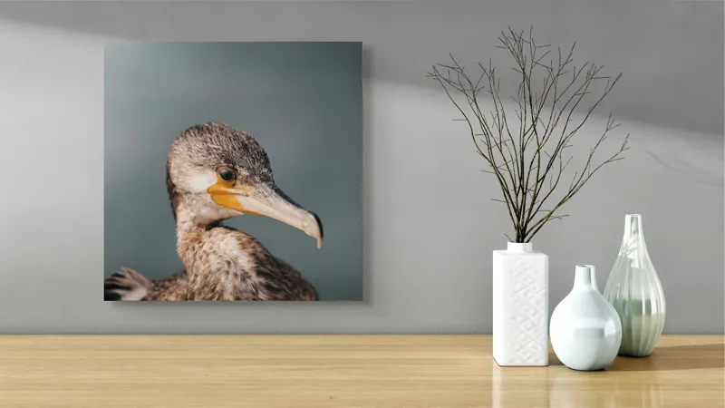 Tablou Canvas, "Cormoranul privind orizontul de apă", Pene, Cioc, Ochi, Apă, Claritate, Natură, Profil, Observație, 50 x 50 cm – poza 3