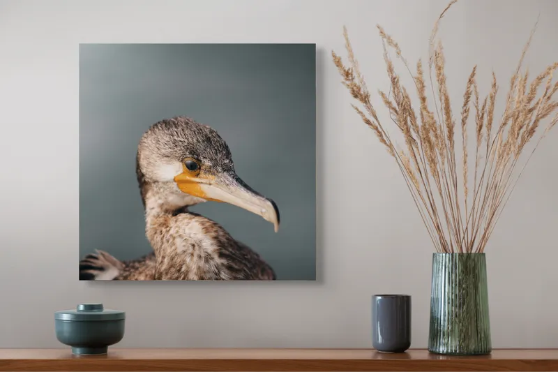 Tablou Canvas, "Cormoranul privind orizontul de apă", Pene, Cioc, Ochi, Apă, Claritate, Natură, Profil, Observație, 50 x 50 cm – poza 4