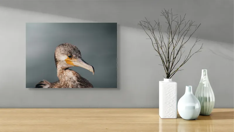 Tablou Canvas, "Cormoranul privind orizontul de apă", Pene, Cioc, Ochi, Apă, Claritate, Natură, Profil, Observație, 54 x 39 cm – poza 3