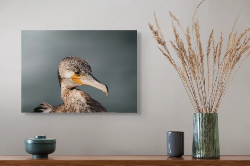 Tablou Canvas, "Cormoranul privind orizontul de apă", Pene, Cioc, Ochi, Apă, Claritate, Natură, Profil, Observație, 54 x 39 cm – poza 4