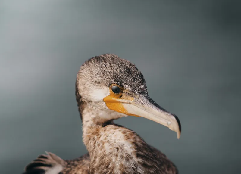 Tablou Canvas, "Cormoranul privind orizontul de apă", Pene, Cioc, Ochi, Apă, Claritate, Natură, Profil, Observație, 54 x 39 cm – poza 2