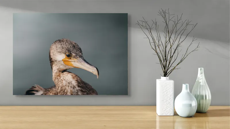 Tablou Canvas, "Cormoranul privind orizontul de apă", Pene, Cioc, Ochi, Apă, Claritate, Natură, Profil, Observație, 70 x 50 cm – poza 3