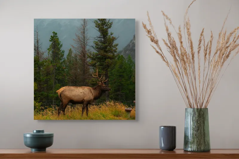 Tablou Canvas, "Cerbul solitar în ploaia de toamnă", Munte, Cerb, Copaci, Iarbă, Ceață, Natură, Serenitate, Pădure, Peisaj, Plimbare, 50 x 50 cm – poza 4