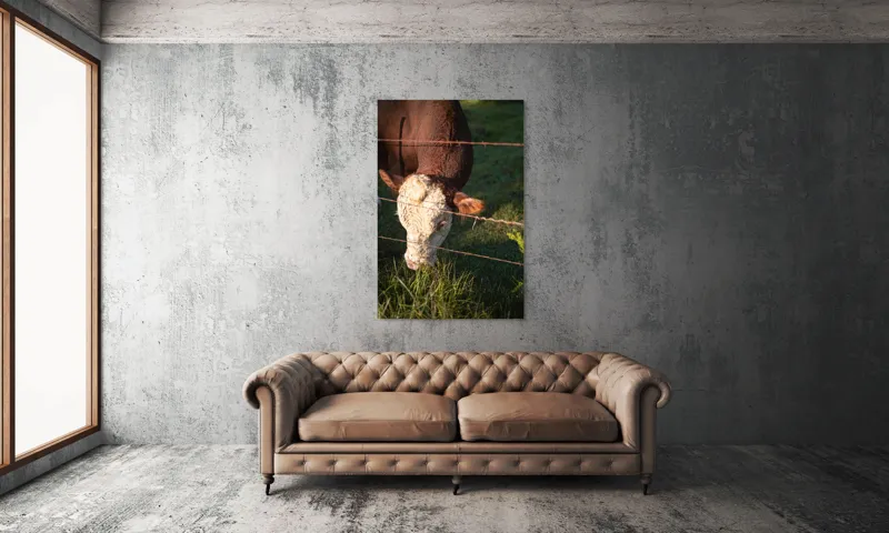 Tablou Canvas, "Vaca pășunând lângă gardul de sârmă", Iarbă, Apus, Vacă, Gard, Sârmă, Verde, Blând, Natural, Teren, Pășune., 100 x 150 cm – poza 6