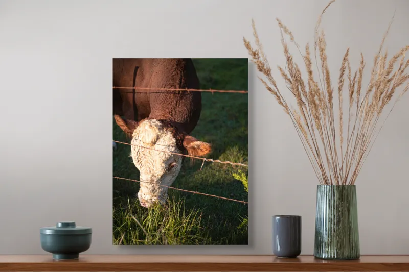 Tablou Canvas, "Vaca pășunând lângă gardul de sârmă", Iarbă, Apus, Vacă, Gard, Sârmă, Verde, Blând, Natural, Teren, Pășune., 39 x 54 cm – poza 3