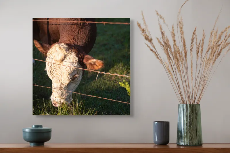 Tablou Canvas, "Vaca pășunând lângă gardul de sârmă", Iarbă, Apus, Vacă, Gard, Sârmă, Verde, Blând, Natural, Teren, Pășune., 50 x 50 cm – poza 4