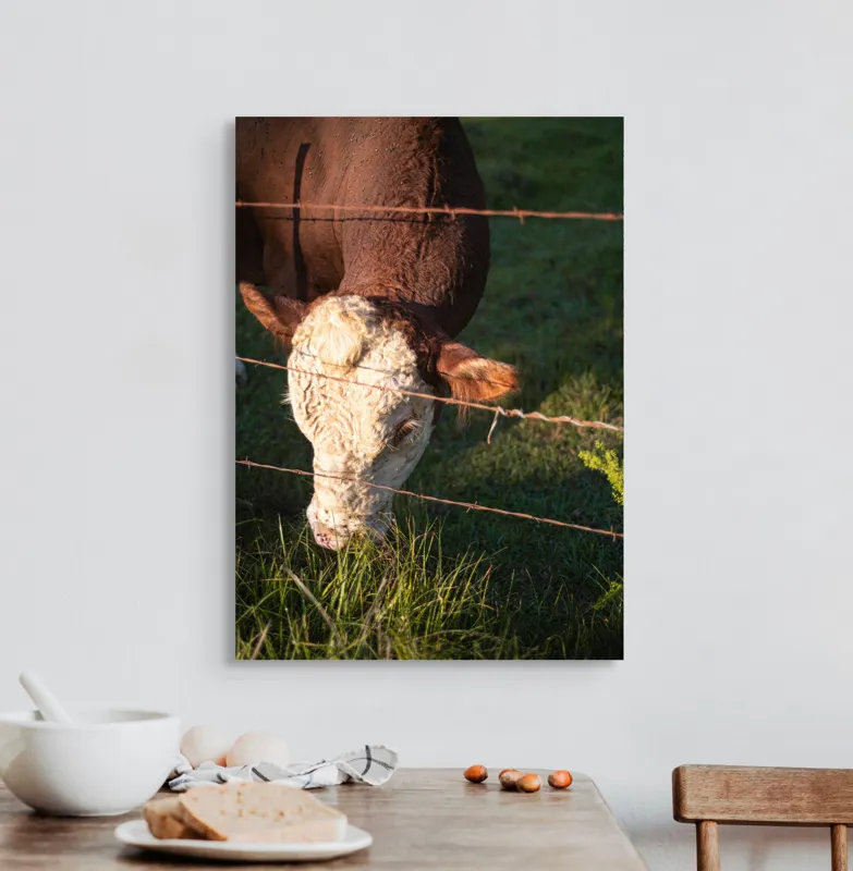 Tablou Canvas, "Vaca pășunând lângă gardul de sârmă", Iarbă, Apus, Vacă, Gard, Sârmă, Verde, Blând, Natural, Teren, Pășune., 50 x 70 cm – poza 3