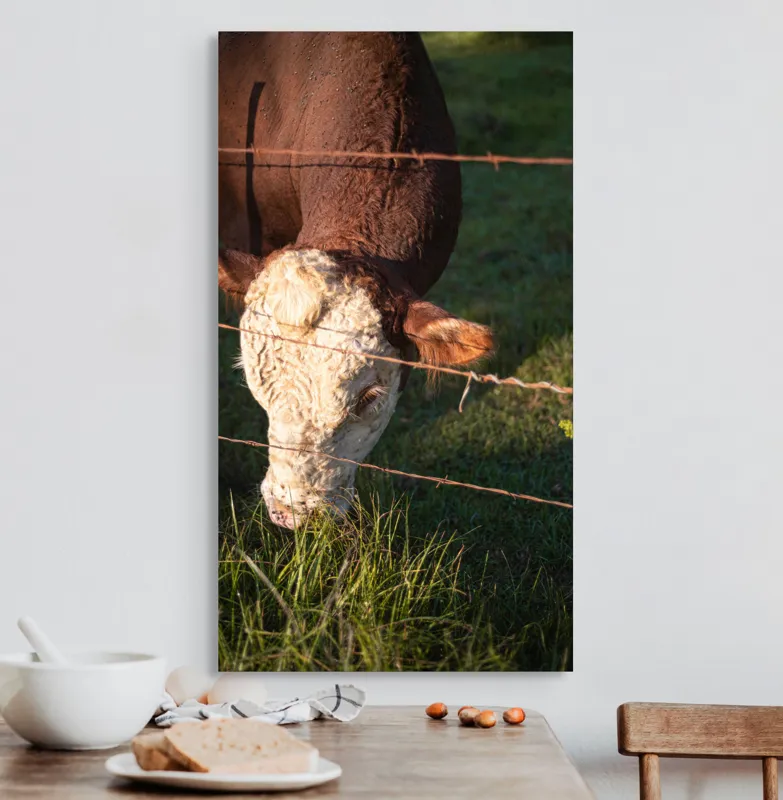 Tablou Canvas, "Vaca pășunând lângă gardul de sârmă", Iarbă, Apus, Vacă, Gard, Sârmă, Verde, Blând, Natural, Teren, Pășune., 50 x 90 cm – poza 3