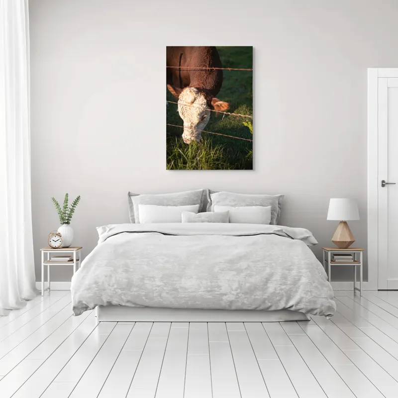 Tablou Canvas, "Vaca pășunând lângă gardul de sârmă", Iarbă, Apus, Vacă, Gard, Sârmă, Verde, Blând, Natural, Teren, Pășune., 70 x 100 cm – poza 3