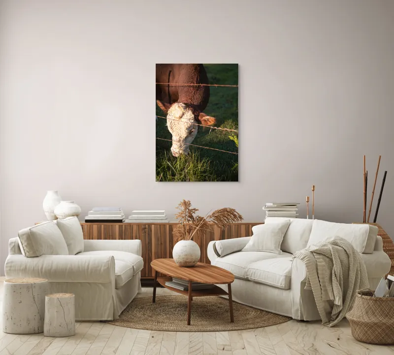 Tablou Canvas, "Vaca pășunând lângă gardul de sârmă", Iarbă, Apus, Vacă, Gard, Sârmă, Verde, Blând, Natural, Teren, Pășune., 70 x 100 cm – poza 4