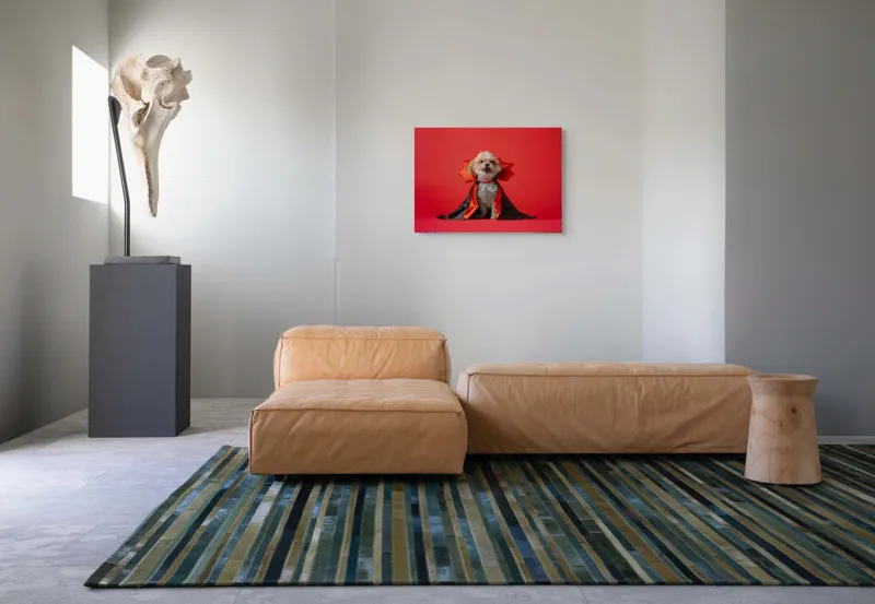 Tablou Canvas, "Câinele vampir în mantie roșie", Câine, Costum, Vampir, Fundal Roșu, Blană Pufoasă, Guler Portocaliu, Zâmbet Drăgălaș, 70 x 50 cm – poza 8