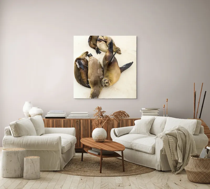 Tablou Canvas, "Leii de mare la odihnă liniștită", Leii, De, Mare, Odihnă, Nisip, Plajă, Relaxare, Soare, Somn, Natură, 100 x 100 cm – poza 3