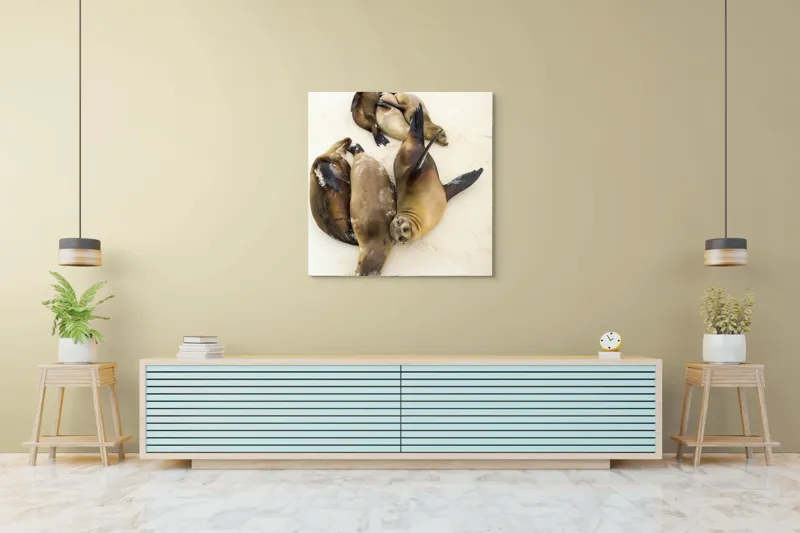 Tablou Canvas, "Leii de mare la odihnă liniștită", Leii, De, Mare, Odihnă, Nisip, Plajă, Relaxare, Soare, Somn, Natură, 100 x 100 cm – poza 5