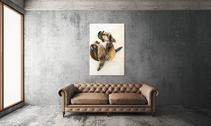 Tablou Canvas, "Leii de mare la odihnă liniștită", Leii, De, Mare, Odihnă, Nisip, Plajă, Relaxare, Soare, Somn, Natură, 100 x 150 cm – poza 6