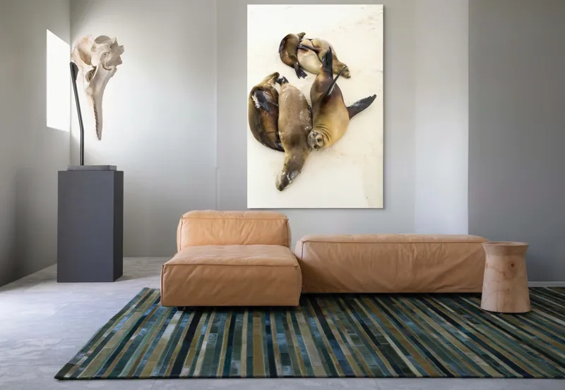 Tablou Canvas, "Leii de mare la odihnă liniștită", Leii, De, Mare, Odihnă, Nisip, Plajă, Relaxare, Soare, Somn, Natură, 100 x 150 cm – poza 7