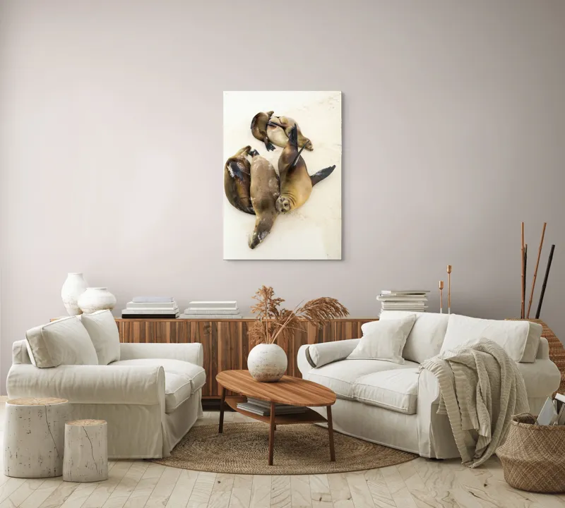 Tablou Canvas, "Leii de mare la odihnă liniștită", Leii, De, Mare, Odihnă, Nisip, Plajă, Relaxare, Soare, Somn, Natură, 70 x 100 cm – poza 4