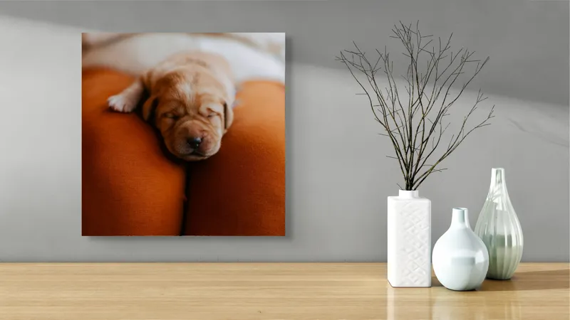 Tablou Canvas, "Cățeluș adormit pe perne pufoase", Dulce, Adorabil, Somnoros, Pufoșenie, Drăgălaș, Blând, Delicat, 50 x 50 cm – poza 3