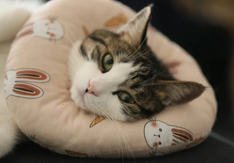 Tablou Canvas, "Pisica odihnindu-se pe perna iepurașului", Pisică, Pernă, Relaxare, Iepurași, Blană, Ochi Verzi, Odihnă, Drăgălaș., 100 x 70 cm – poza 2