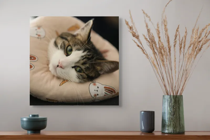 Tablou Canvas, "Pisica odihnindu-se pe perna iepurașului", Pisică, Pernă, Relaxare, Iepurași, Blană, Ochi Verzi, Odihnă, Drăgălaș., 50 x 50 cm – poza 4
