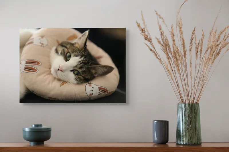 Tablou Canvas, "Pisica odihnindu-se pe perna iepurașului", Pisică, Pernă, Relaxare, Iepurași, Blană, Ochi Verzi, Odihnă, Drăgălaș., 54 x 39 cm – poza 4