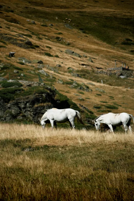 Tablou Canvas, "Cai albi păşunând pe dealuri alpine", Cai, Albi, Pășune, Munți, Vânt, Iarbă, Stânci, Liniște, Natură, Sălbăticie, 100 x 150 cm – poza 2