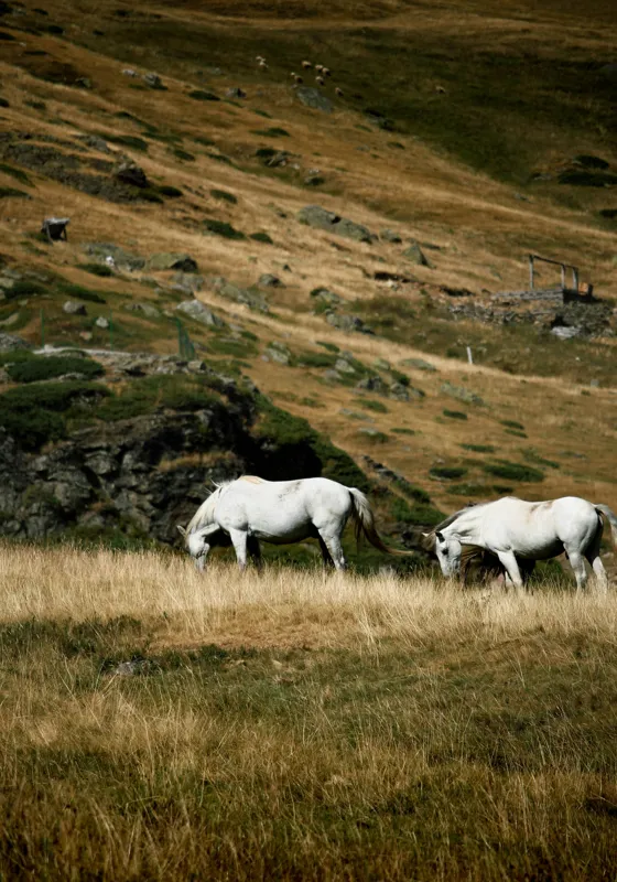 Tablou Canvas, "Cai albi păşunând pe dealuri alpine", Cai, Albi, Pășune, Munți, Vânt, Iarbă, Stânci, Liniște, Natură, Sălbăticie, 70 x 100 cm – poza 2