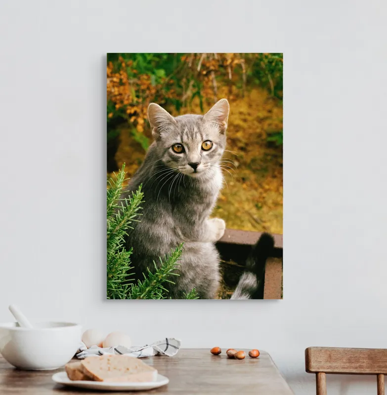 Tablou Canvas, "Pisica argintie in mijlocul naturii", Pisică, Gri, Ochi, Curiozitate, Blană, Tufiș, Frunze, Privire, Natură, Peisaj., 50 x 70 cm – poza 3