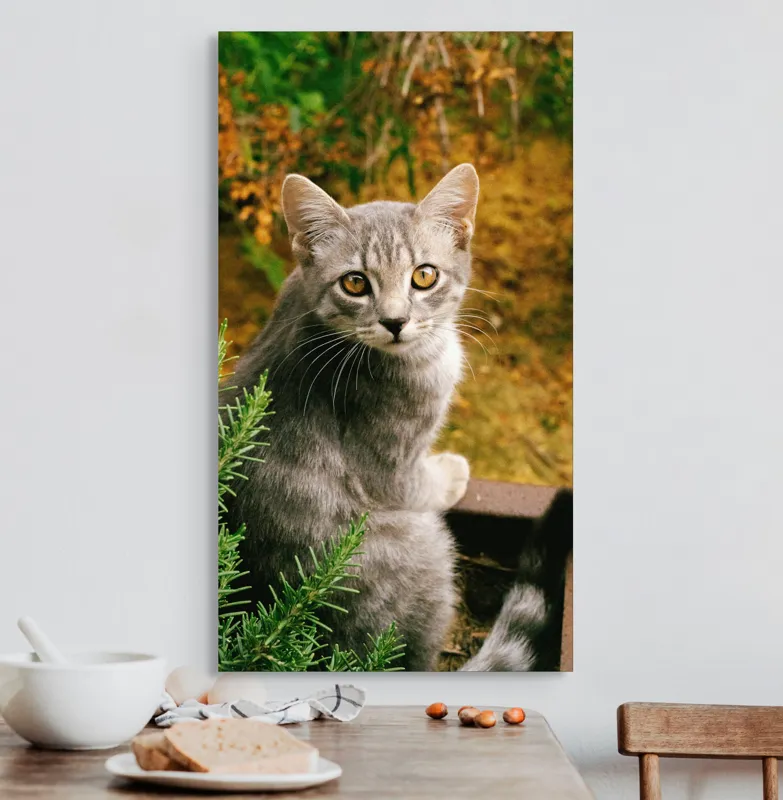 Tablou Canvas, "Pisica argintie in mijlocul naturii", Pisică, Gri, Ochi, Curiozitate, Blană, Tufiș, Frunze, Privire, Natură, Peisaj., 50 x 90 cm – poza 3