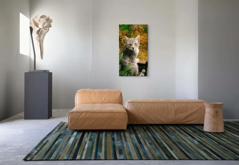 Tablou Canvas, "Pisica argintie in mijlocul naturii", Pisică, Gri, Ochi, Curiozitate, Blană, Tufiș, Frunze, Privire, Natură, Peisaj., 50 x 90 cm – poza 5
