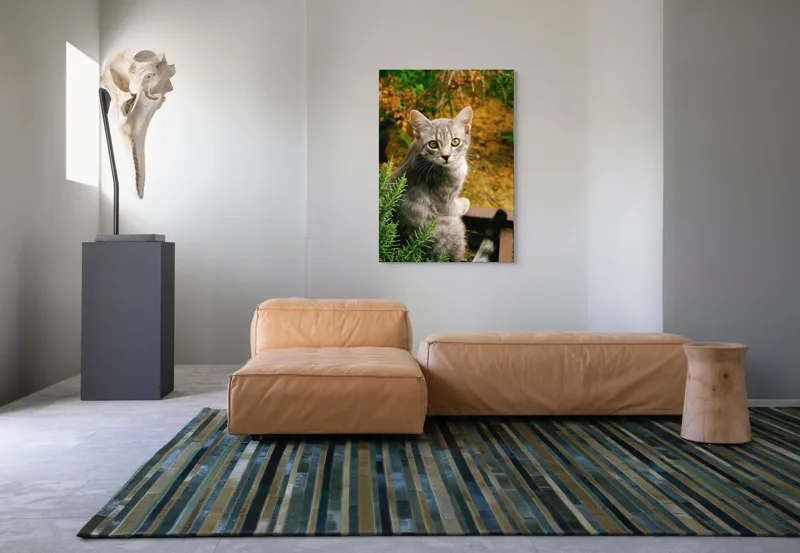 Tablou Canvas, "Pisica argintie in mijlocul naturii", Pisică, Gri, Ochi, Curiozitate, Blană, Tufiș, Frunze, Privire, Natură, Peisaj., 70 x 100 cm – poza 7
