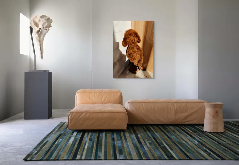 Tablou Canvas, "Cățel jucăuș la soare de dimineață", Câine, Blănos, Maro, Luminos, Drăgălaș, Poziție, Bucurie, Umbră, 70 x 100 cm – poza 7