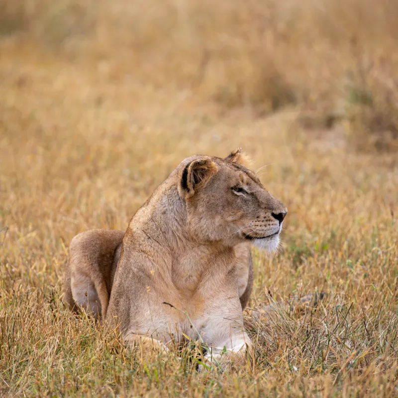 Tablou Canvas, "Leoaica odihnindu-se în savana africană", Leoaică, Relaxează, Savana, Vegetație, Calmă, Regală, Pânditoare, Serenitate, Natură, 100 x 100 cm – poza 2