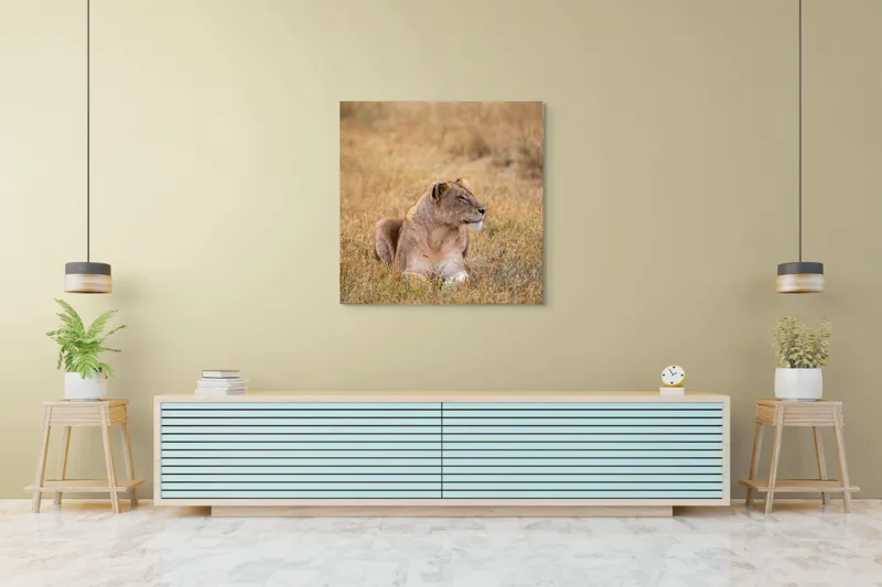 Tablou Canvas, "Leoaica odihnindu-se în savana africană", Leoaică, Relaxează, Savana, Vegetație, Calmă, Regală, Pânditoare, Serenitate, Natură, 100 x 100 cm – poza 5