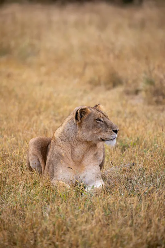Tablou Canvas, "Leoaica odihnindu-se în savana africană", Leoaică, Relaxează, Savana, Vegetație, Calmă, Regală, Pânditoare, Serenitate, Natură, 100 x 150 cm – poza 2