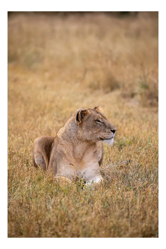 Tablou Canvas, "Leoaica odihnindu-se în savana africană", Leoaică, Relaxează, Savana, Vegetație, Calmă, Regală, Pânditoare, Serenitate, Natură, 26 x 39 cm