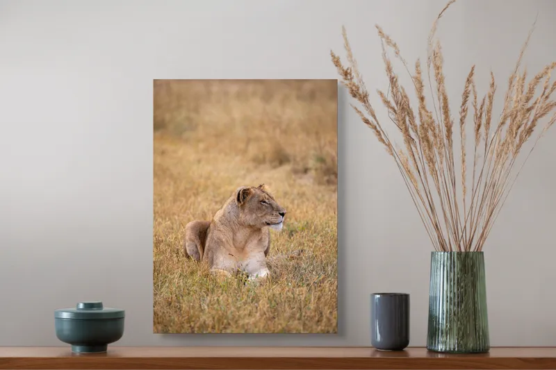 Tablou Canvas, "Leoaica odihnindu-se în savana africană", Leoaică, Relaxează, Savana, Vegetație, Calmă, Regală, Pânditoare, Serenitate, Natură, 39 x 54 cm – poza 3