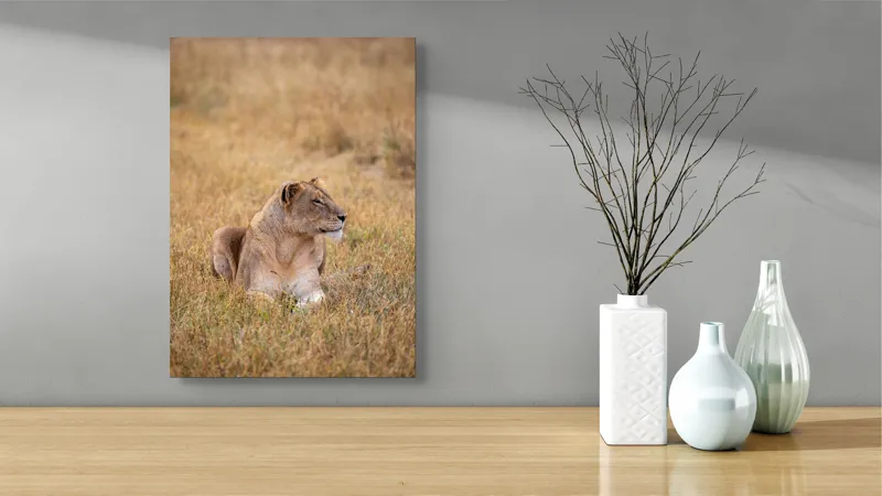 Tablou Canvas, "Leoaica odihnindu-se în savana africană", Leoaică, Relaxează, Savana, Vegetație, Calmă, Regală, Pânditoare, Serenitate, Natură, 39 x 54 cm – poza 4