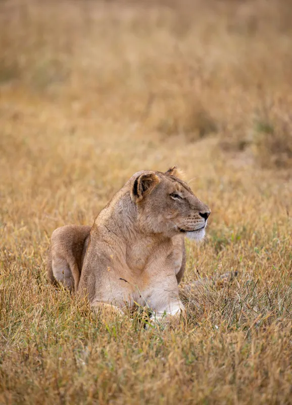 Tablou Canvas, "Leoaica odihnindu-se în savana africană", Leoaică, Relaxează, Savana, Vegetație, Calmă, Regală, Pânditoare, Serenitate, Natură, 39 x 54 cm – poza 2