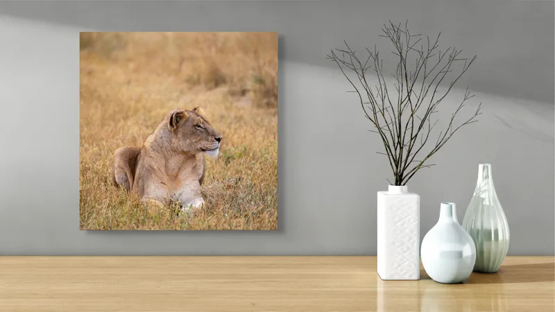Tablou Canvas, "Leoaica odihnindu-se în savana africană", Leoaică, Relaxează, Savana, Vegetație, Calmă, Regală, Pânditoare, Serenitate, Natură, 50 x 50 cm – poza 3
