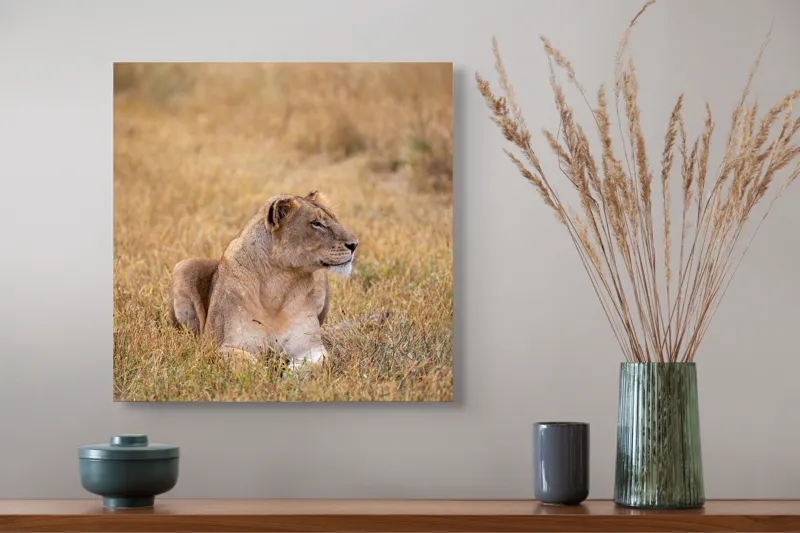 Tablou Canvas, "Leoaica odihnindu-se în savana africană", Leoaică, Relaxează, Savana, Vegetație, Calmă, Regală, Pânditoare, Serenitate, Natură, 50 x 50 cm – poza 4