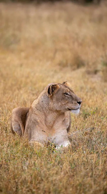 Tablou Canvas, "Leoaica odihnindu-se în savana africană", Leoaică, Relaxează, Savana, Vegetație, Calmă, Regală, Pânditoare, Serenitate, Natură, 50 x 90 cm – poza 2