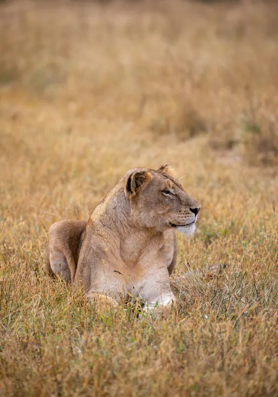 Tablou Canvas, "Leoaica odihnindu-se în savana africană", Leoaică, Relaxează, Savana, Vegetație, Calmă, Regală, Pânditoare, Serenitate, Natură, 70 x 100 cm – poza 2