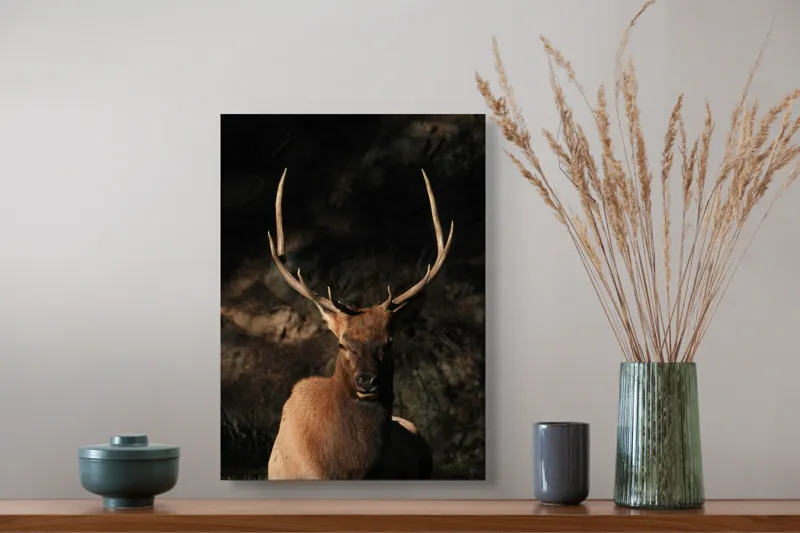 Tablou Canvas, "Cerbul în lumina apusului de toamnă", Elan, Majestuos, Pădure, Umbre, Coarne, Vedere, Natură, Sălbatic., 39 x 54 cm – poza 3