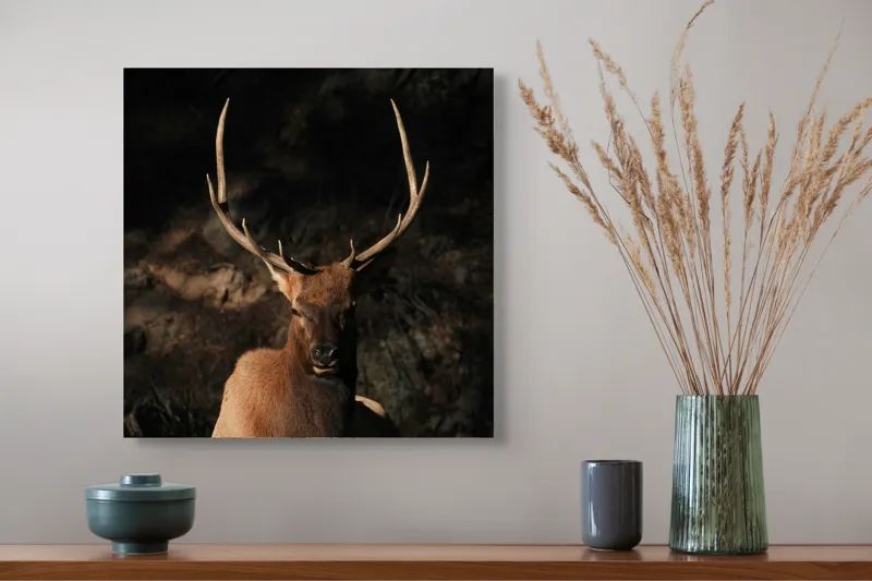 Tablou Canvas, "Cerbul în lumina apusului de toamnă", Elan, Majestuos, Pădure, Umbre, Coarne, Vedere, Natură, Sălbatic., 50 x 50 cm – poza 4