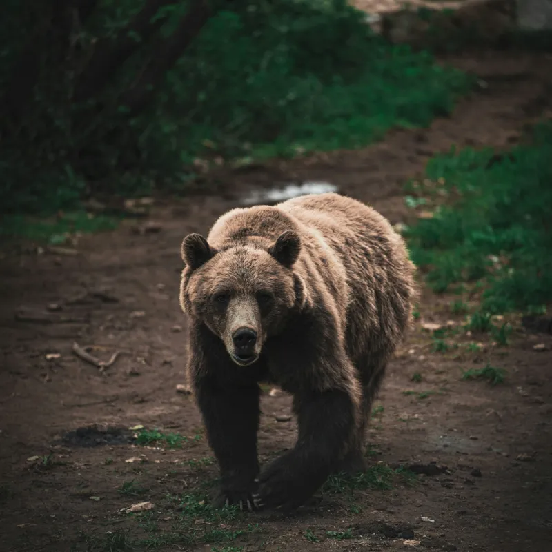 Tablou Canvas, "Ursul în tainicul luminiș pădurean", Bear, Forest, Path, Nature, Majestic, Wild, Powerful, Calm, 100 x 100 cm – poza 2