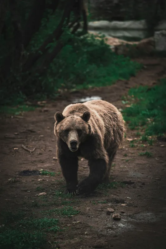Tablou Canvas, "Ursul în tainicul luminiș pădurean", Bear, Forest, Path, Nature, Majestic, Wild, Powerful, Calm, 100 x 150 cm – poza 2