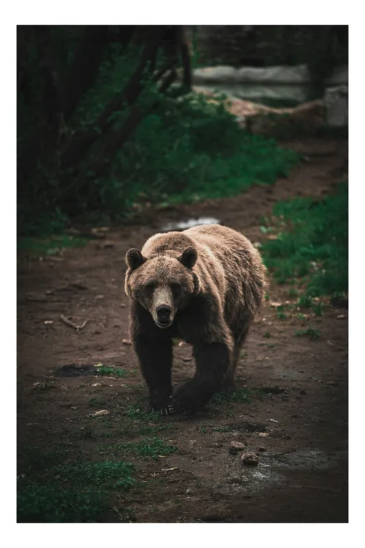 Tablou Canvas, "Ursul în tainicul luminiș pădurean", Bear, Forest, Path, Nature, Majestic, Wild, Powerful, Calm, 39 x 54 cm