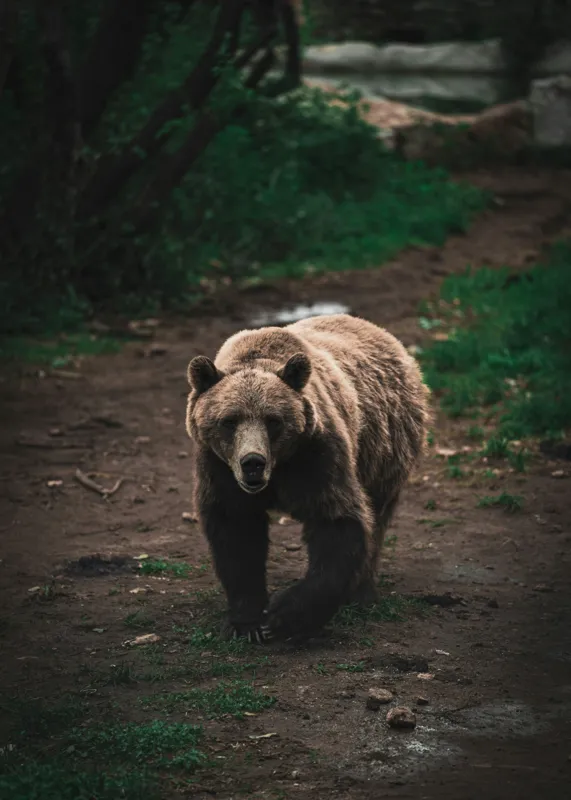 Tablou Canvas, "Ursul în tainicul luminiș pădurean", Bear, Forest, Path, Nature, Majestic, Wild, Powerful, Calm, 50 x 70 cm – poza 2