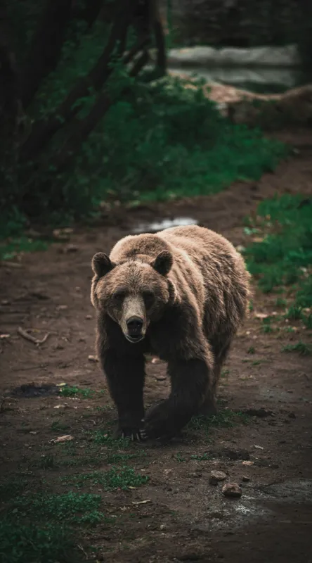 Tablou Canvas, "Ursul în tainicul luminiș pădurean", Bear, Forest, Path, Nature, Majestic, Wild, Powerful, Calm, 50 x 90 cm – poza 2